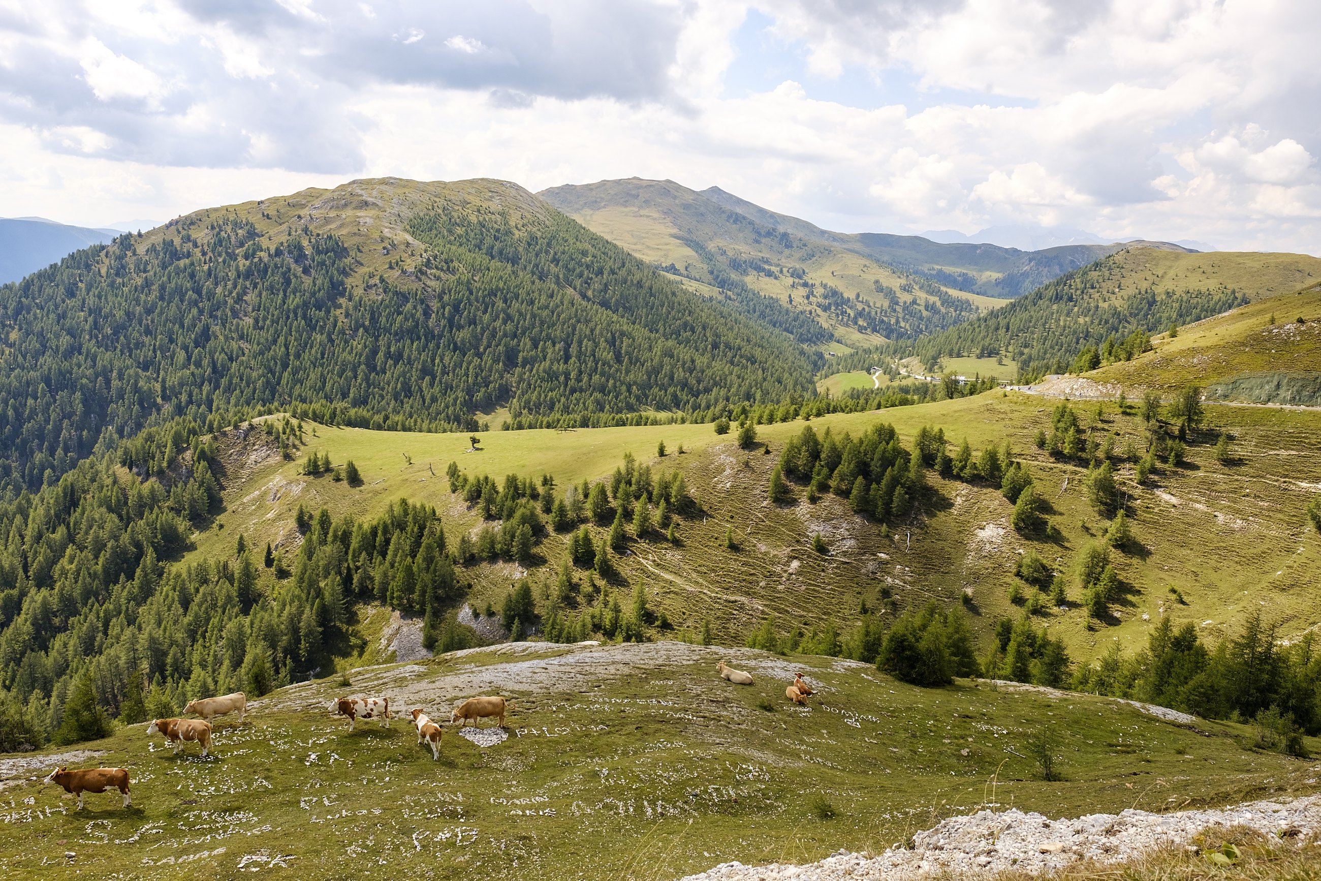 Weite Almlandschaft der Nockberge mit weidenden Kühen in Kärnten